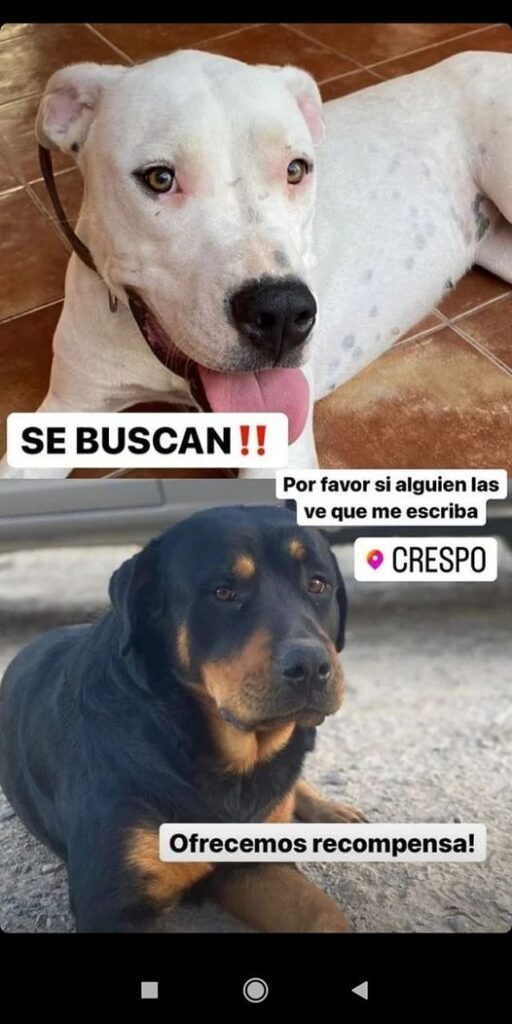 Se buscan Perros extraviados